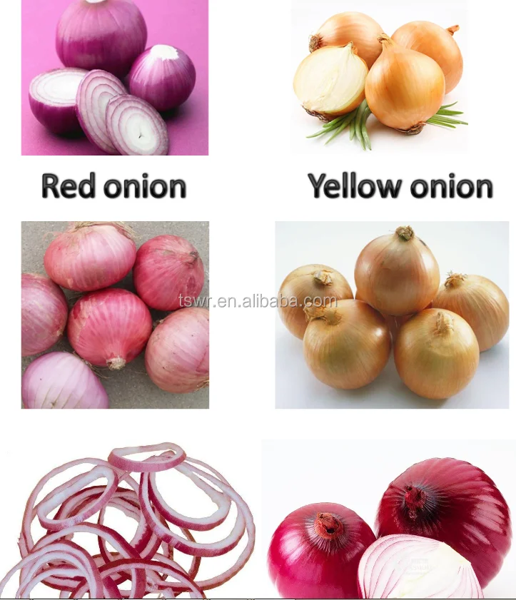 red fresh onion new season onion best quality onions round onion