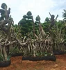 /product-detail/large-s-dragon-shape-chinese-banyan-ficus-microcarpa-bonsai-trees-60598594807.html