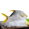 Top Sell Fresh Frozen Pomfret Fish