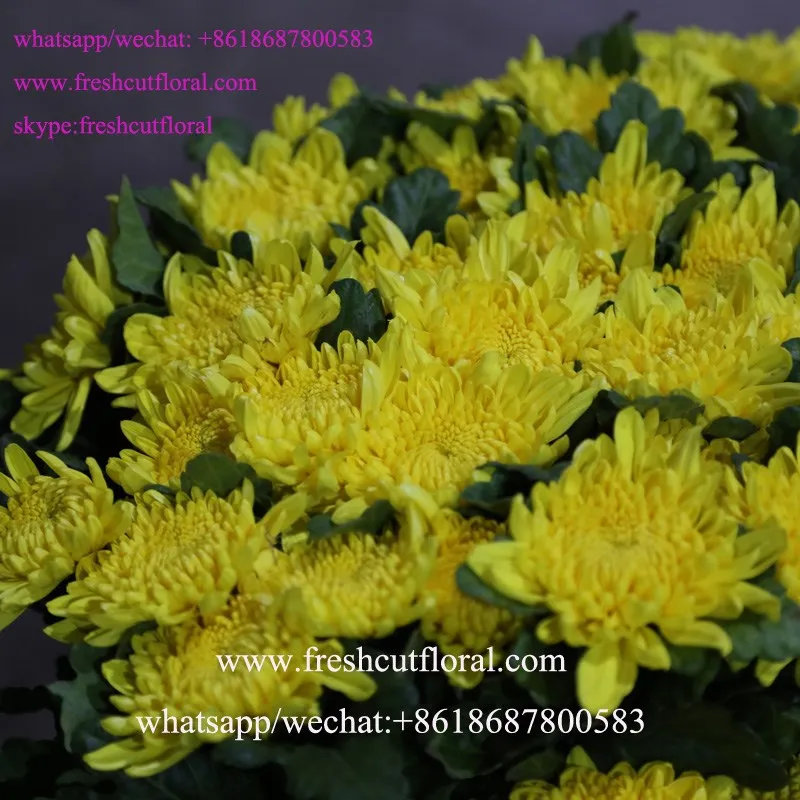 Best Quality Spray Carnation, white Spray Carnations, Red Spray Carnation with 2016 Top Quality