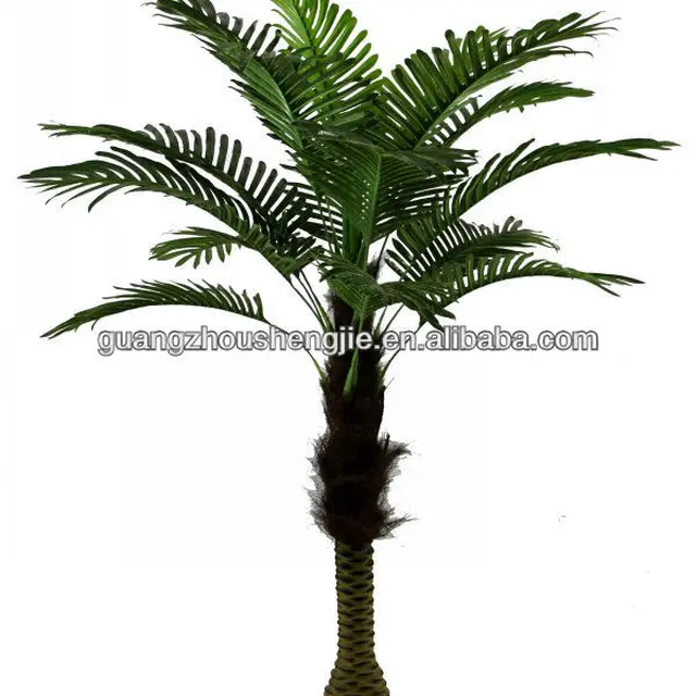 phoenix palm tree with beautiful appearance