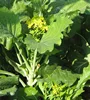 /product-detail/mpk22-catian-good-flavor-pakchoi-seeds-f1-hybrid-for-planting-60244624811.html