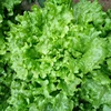 /product-detail/strong-growth-anti-leaf-scorch-back-lettuce-seeds-f1-60298548000.html