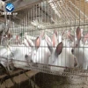 /product-detail/rabbit-farming-cage-rabbit-breeding-cages-commercial-rabbit-cages-62129998023.html