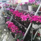 4 wheels standard size garden tools Metal plant Flower Display shelf Trolley carts