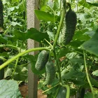 High Quality F1 Hybrid Mini Cucumber Seeds from China