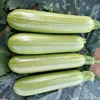 /product-detail/wholesale-hybrid-vegetable-seeds-organic-summer-squash-seed-62144911240.html