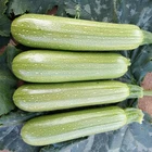 Wholesale Hybrid Vegetable Seeds Organic Summer Squash Seed