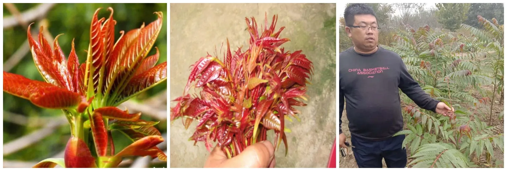 xiang chun new arrival natural chinese hybrid toona sinensis