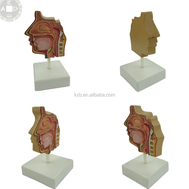 nasal cavity model