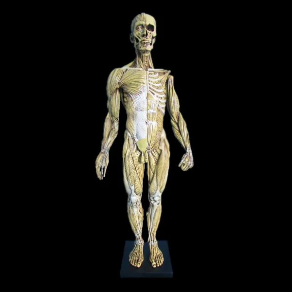 Custom Human Muscle Anatomy Model Statue - Buy Human Muscle Anatomy