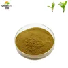 Greenland 100% Natural Chinese Traditional Green tea extract powder