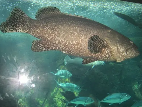 Ao vivo gigante grouper
