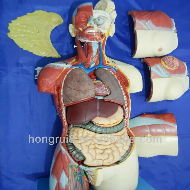 Cm Parts Anatomical Human Anatomy Dual Sex Female And Male Cm