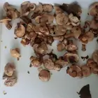 Chinese canned wild suillus granulatus mushrooms marinated 580g factory price