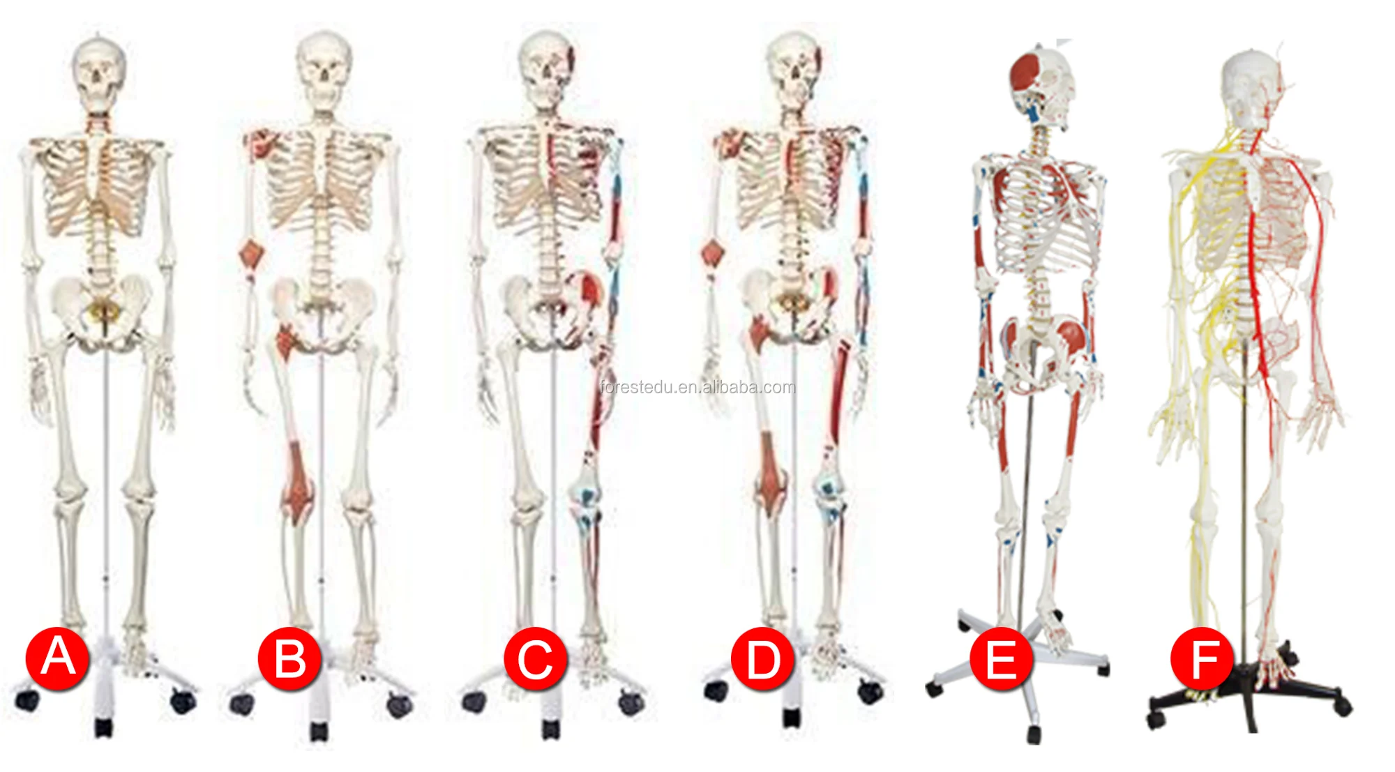 Male skeleton model.png