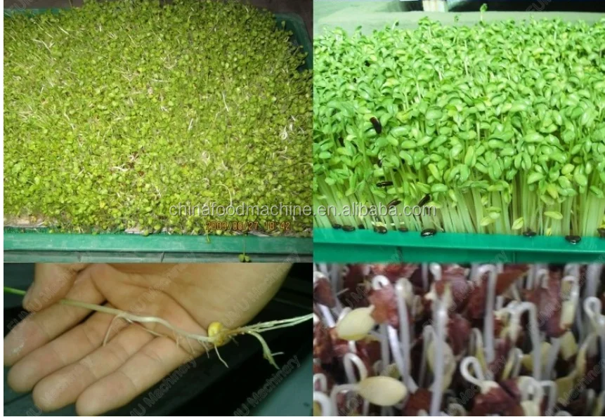 Automatic Germination/Barley Wheat Seeds Germinating Machine/Fodder Sprouting Machine Pasen Machine for Seeds Germ manufacture