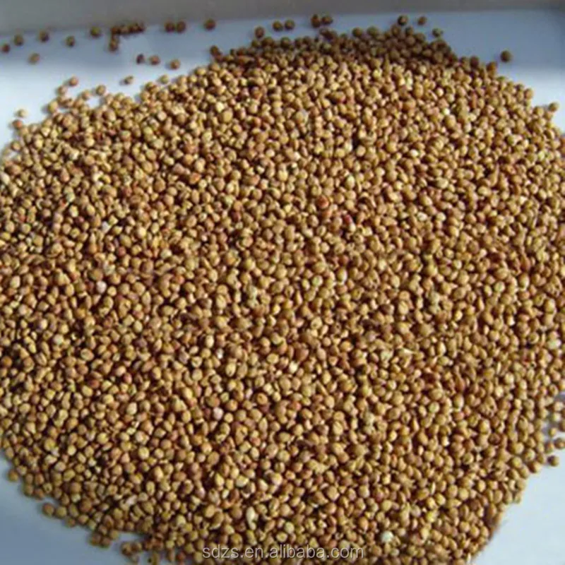 grain sorghum for sale buy grain sorghum for sale grain grain sorghum for sale buy grain sorghum for sale grain