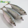 wr fresh frozen fish wr indian mackerel fish price