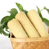 Non-GMO fresh white corn