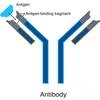 Mouse anti FABP Monoclonal Antibody