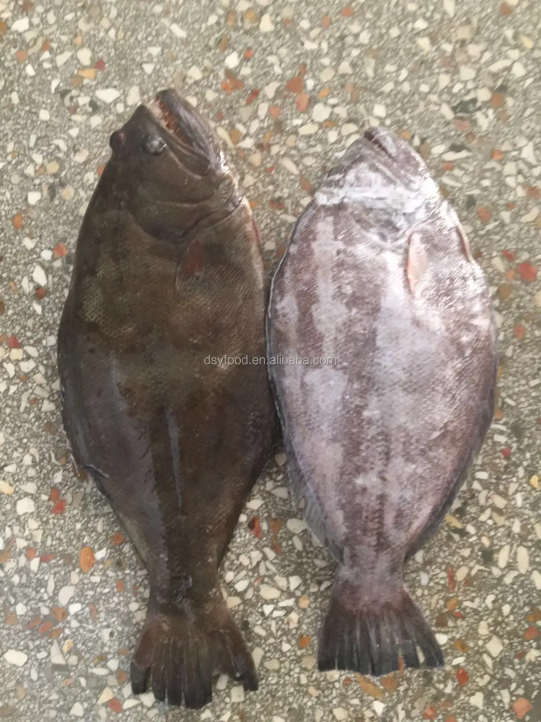 frozen halibut fillet / sole fish