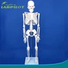 /product-detail/hot-85cm-full-body-human-skeleton-model-human-budget-skeleton-model-60515302150.html