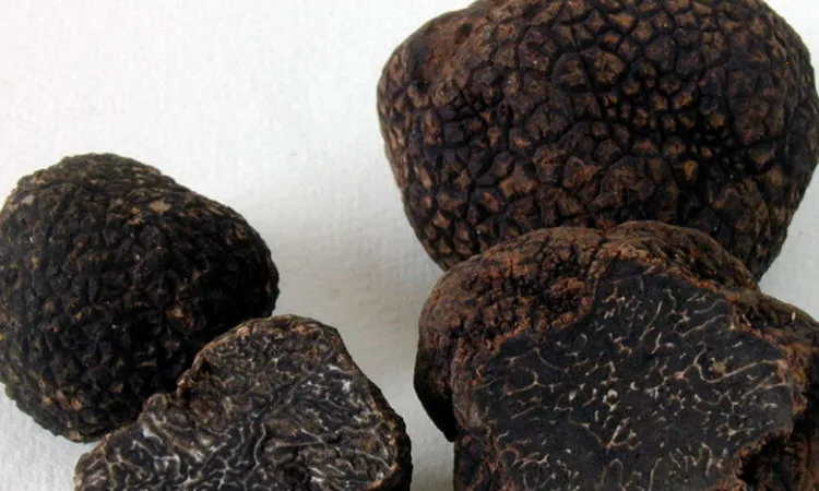 China good price how to search for truffles new zealand