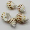 Wholesale Hot!!! 19-29MM Jewelry Loose Spacer Beads Shell Natural Sea Shell Spiral Beads For Jew Spiral Beads For Jewelry Making