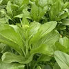 /product-detail/mpk21-caixin-dark-green-leaf-chinese-pakchoi-seeds-company-60232995911.html