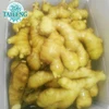 Agriculture Vegetables Export Price Fresh Chinese New Ginger