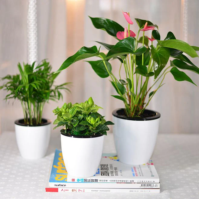 White color plant automatic watering flower pot root self auto watering planter pots container
White color plant automatic watering flower pot root self auto watering planter pots container