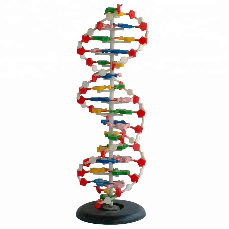 Medical And Teaching Model Dna Model 1 Part Lm32 View Dna Model Oem Product Details From Wincom Company Ltd On Alibaba Com