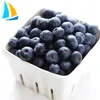 Naturally IQF Frozen Sweet Blueberry sale to all over the world