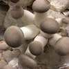 /product-detail/fresh-king-oyster-mushroom-pleurotus-eryngii-fresh-mushroom-60818619168.html