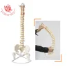 Medical Science Life Size 29" Tall Spine Skeleton Models Blue Vertebral Column with Pelvis