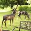 /product-detail/high-quality-a-pair-of-yellow-bronze-deer-sculptures-60700568107.html