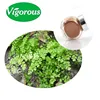 Natural maidenhair fern extract / Adiantum capillus-veneris powder / High quality maidenhair fern extract powder 15:1