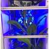 high quality multiple layer led custom full spectrum grow light Intelligent vertical plant hydroponics growth cabinet