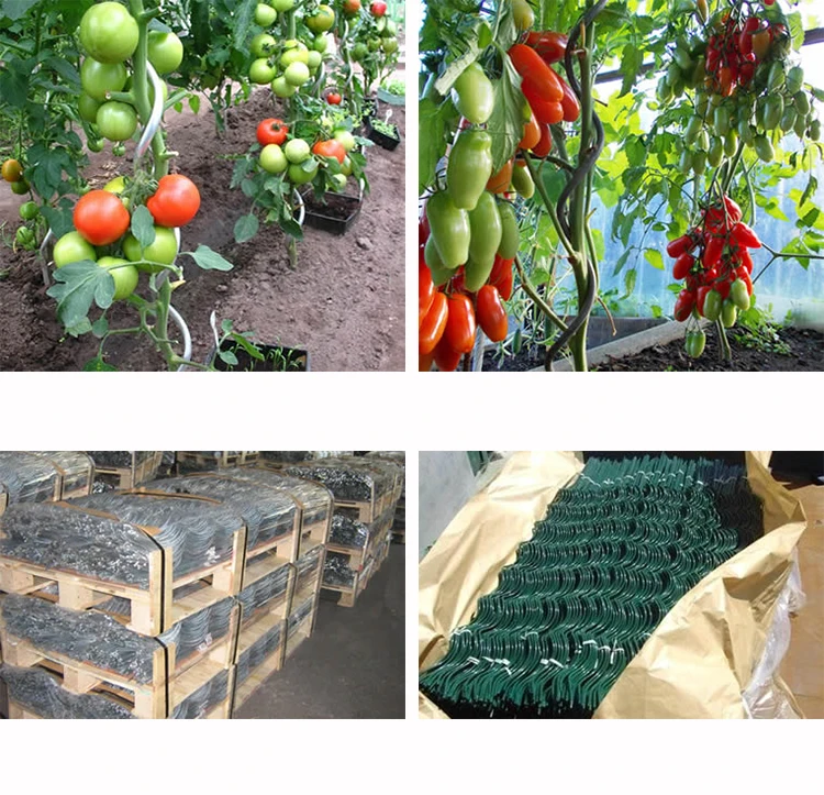 green-spiral-tomatoes88.jpg