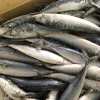 2018 BQF Frozen Pacific Mackerel 80/100 100/120