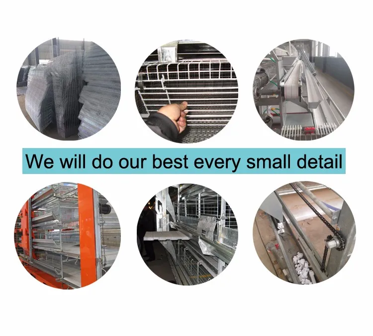 poultry farm automatic chicken layer cage faring equipment31.1.jpg