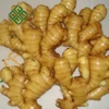 GINGER PRICE IN CHINA