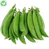 IQF Export green frozen sugar snap pea with best price