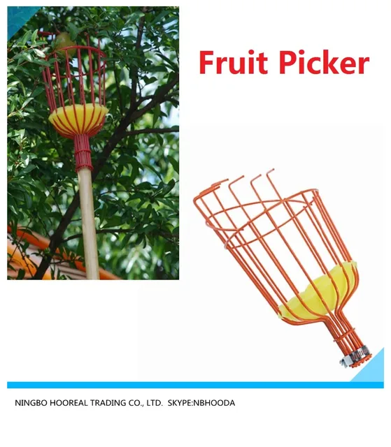 fruit picker picking basket fresh orange apple pear peach for