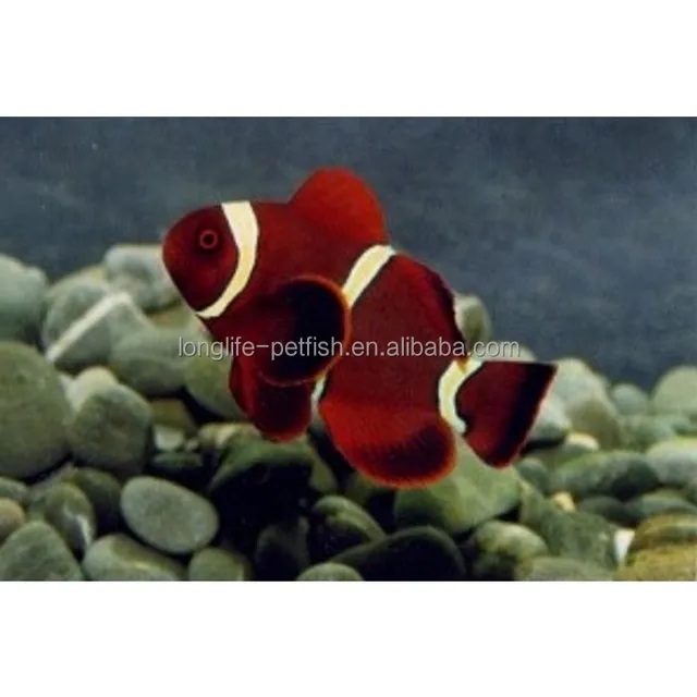 live ornamental tropical marine nemo fish