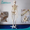 /product-detail/hot-life-size-plastic-skeleton-model-180cm-tall-human-skeleton-model-60515086349.html