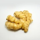 Big size China organic raw fresh ginger