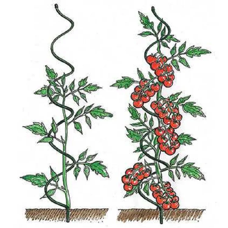 Tomato Support Spirals.jpg