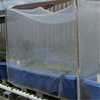 best price garden greenhouse anti insect net from China